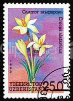 Postage stamp Uzbekistan 1993 Crocus, Crocus Alatavicus, Flower