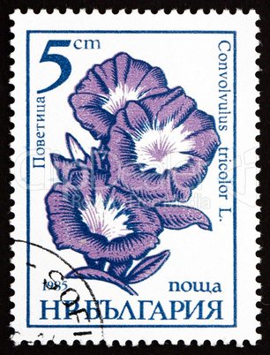 Postage stamp Bulgaria 1985 Morning Glory, Convolvulus Tricolor,