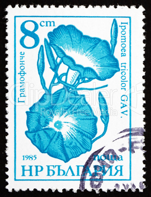 Postage stamp Bulgaria 1986 Morning Glory, Ipomoea Tricolor, Flo