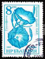 Postage stamp Bulgaria 1986 Morning Glory, Ipomoea Tricolor, Flo