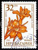 Postage stamp Bulgaria 1986 Goldband Lily, Lilium Auratum, Flowe