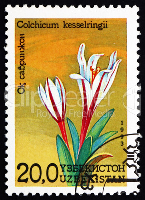 Postage stamp Uzbekistan 1993 Autumn Crocus, Colchicum Kesselrin