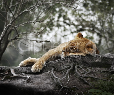 Female Lion Sleeping