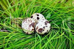 Eggs quail in the grass