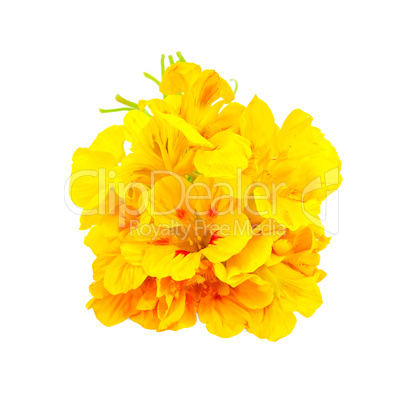 Nasturtium yellow bouquet