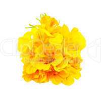 Nasturtium yellow bouquet