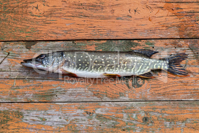 Freshwater fish pike lying on the wooden boards