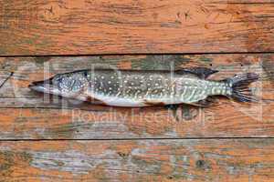 Freshwater fish pike lying on the wooden boards