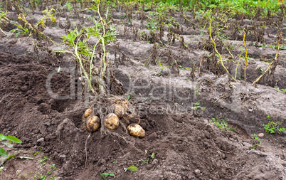 First harvest of organically grown new potatoes