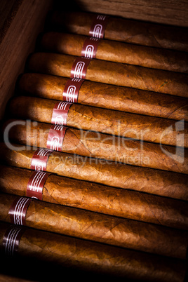 Cigars in humidor