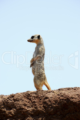 Fuerteventura, Lajita, Erdhörnchen