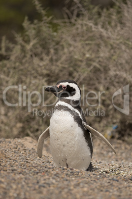 magellanic penguin