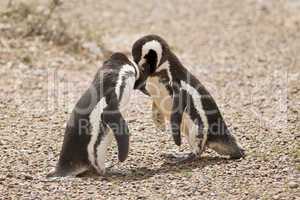 two magellanic penguin playing