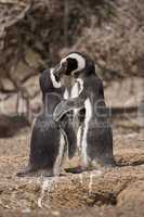 two magellanic penguin standing in front of their nest