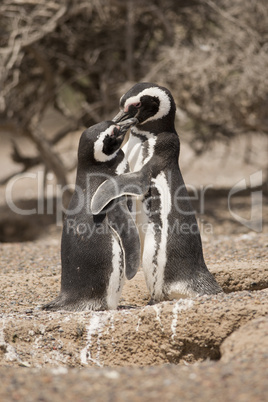 two magellanic penguin standing in front of their nest