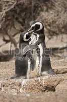 two magellanic penguin standing in front of their nest