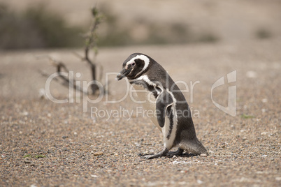 magellanic penguin