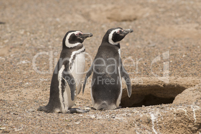 two magellanic penguin standing in front of their nest