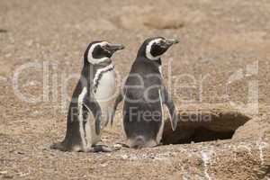 two magellanic penguin standing in front of their nest