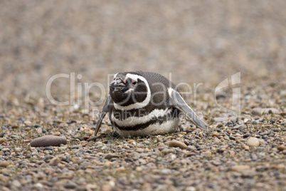 magellanic penguin