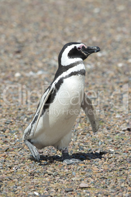 magellanic penguin