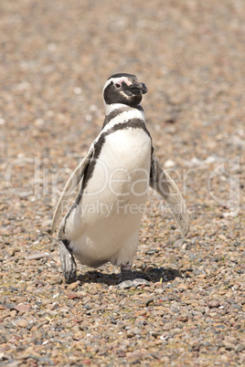 magellanic penguin