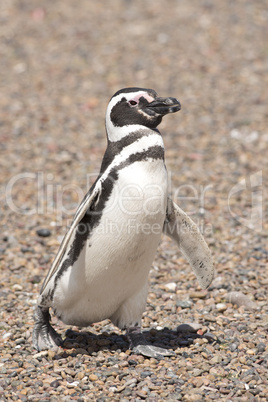 magellanic penguin