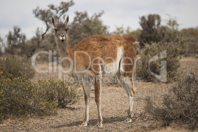 guanaco munching