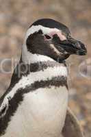 portrait of a magellanic penguin