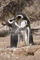 two magellanic penguin standing in front of their nest