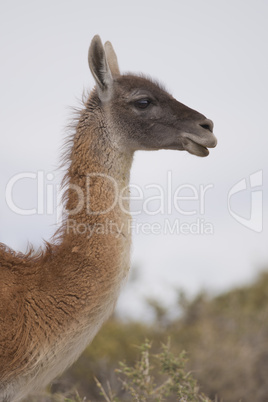 portrait of a guanaco