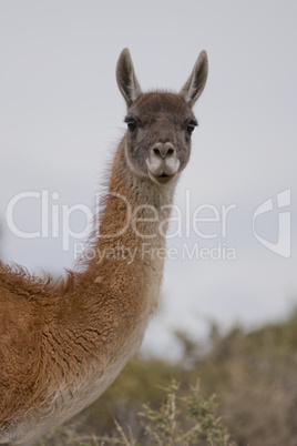 portrait of a guanaco