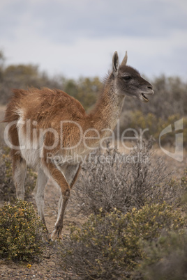 guanaco munching