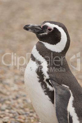 magellanic penguin