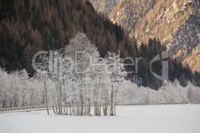 frosted trees