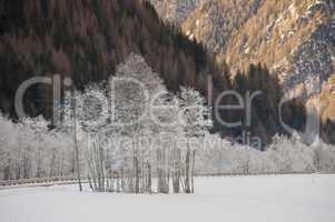 frosted trees