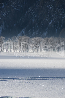 frosted trees