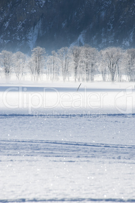 frosted trees