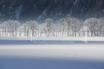 frosted trees