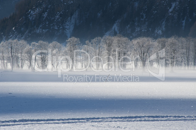 frosted trees