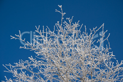 frosted trees