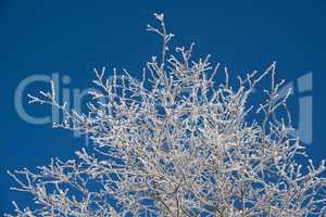 frosted trees