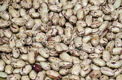 Borlotti