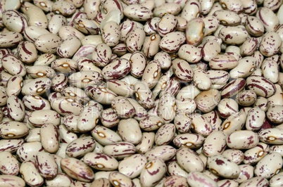 Borlotti