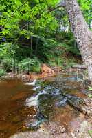 Small river flowing in the forest