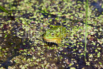 Marsh Frog (Pelophylax ridibundus) swimming among water plants