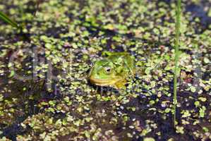 Marsh Frog (Pelophylax ridibundus) swimming among water plants