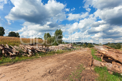 Summer landscape with a country road and felled trees