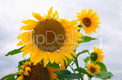 Beautiful yellow sunflowers during summer