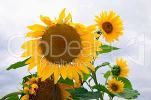 Beautiful yellow sunflowers during summer